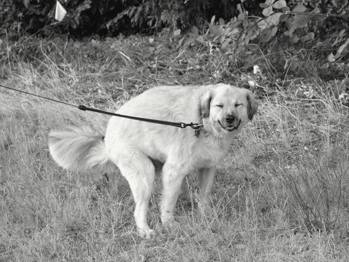 Un chien beige clair au poil long se tient dans l'herbe sèche au bord d'une haie, la gueule ouverte et les yeux fermés ; une laisse bleue part de son collier vers la gauche.