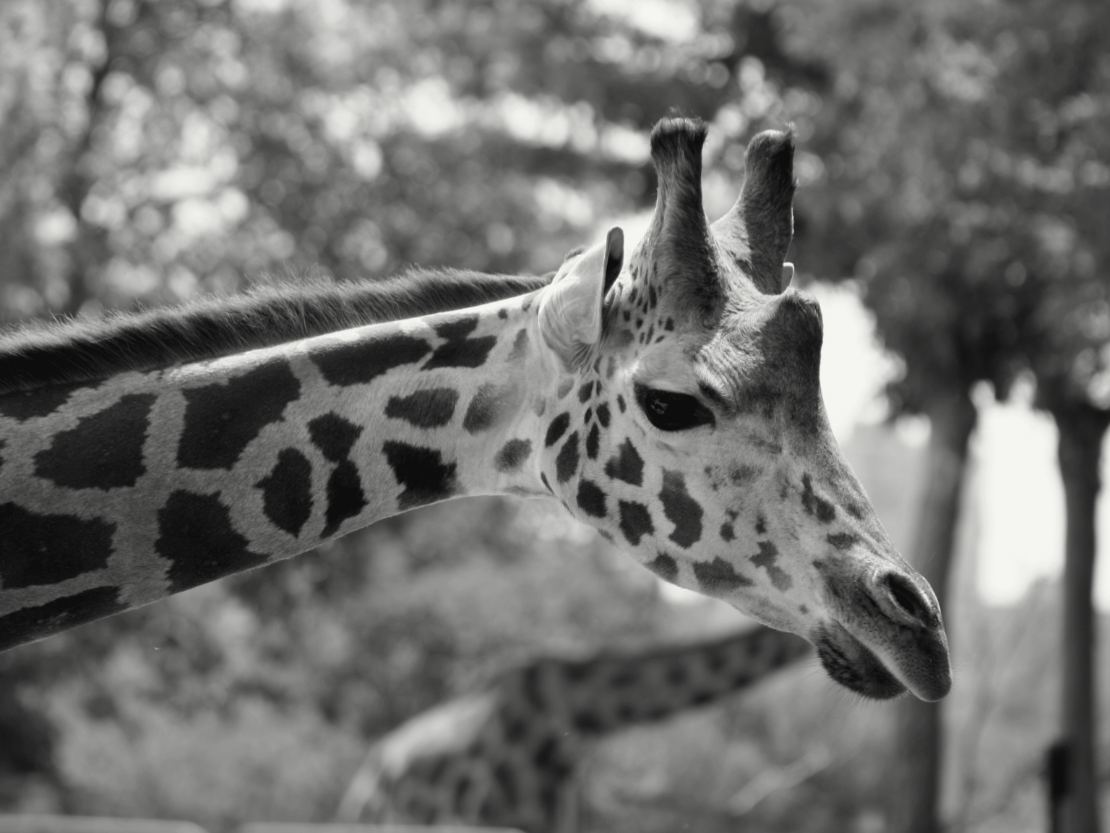 La tête et le long cou d'une girafe vus de profil, la robe couverte de taches brunes séparées par des lignes claires, deux petites cornes arrondies au sommet du crâne ; des arbres flous en fond.