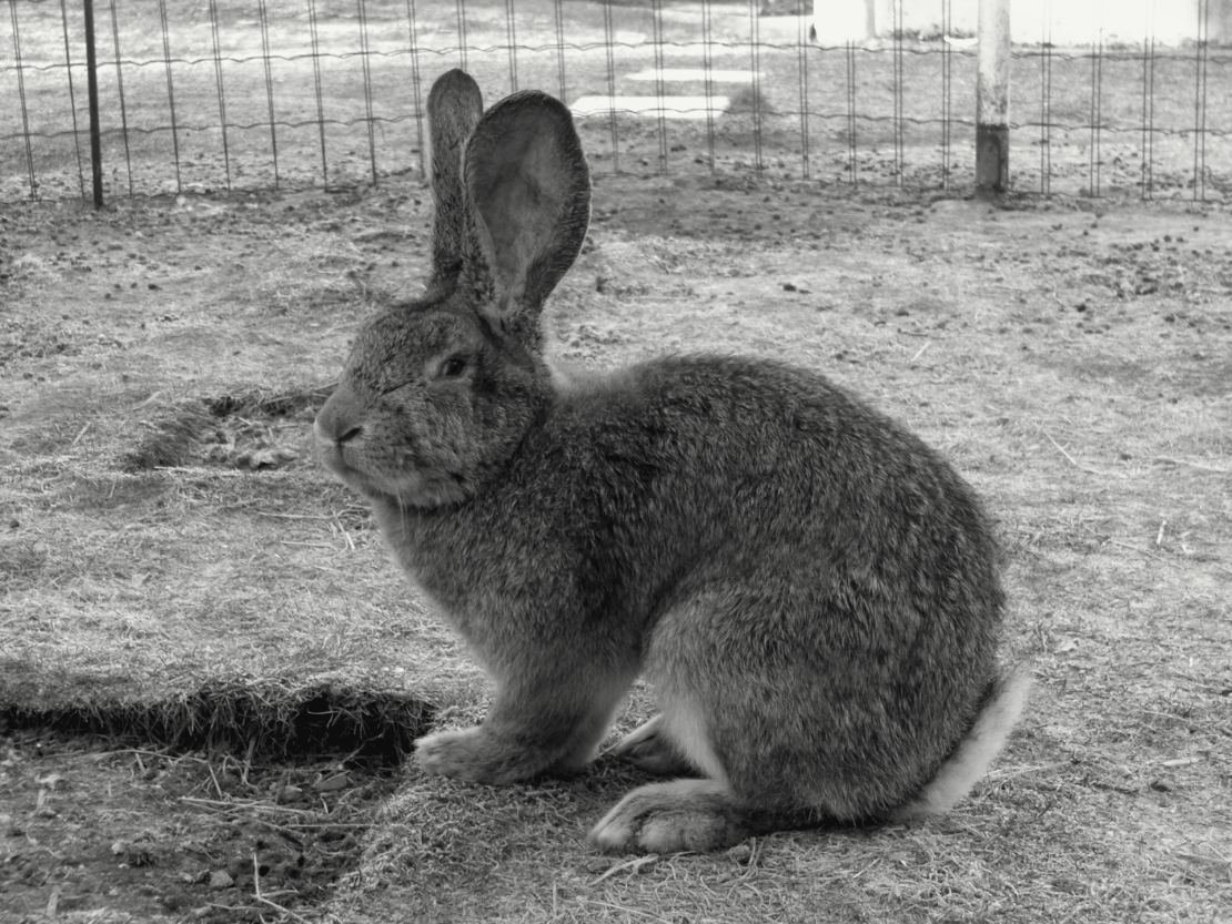 Un grand lapin gris-brun assis sur un sol d'herbe rase, les deux longues oreilles dressées, le museau tourné de côté ; un grillage court derrière lui.