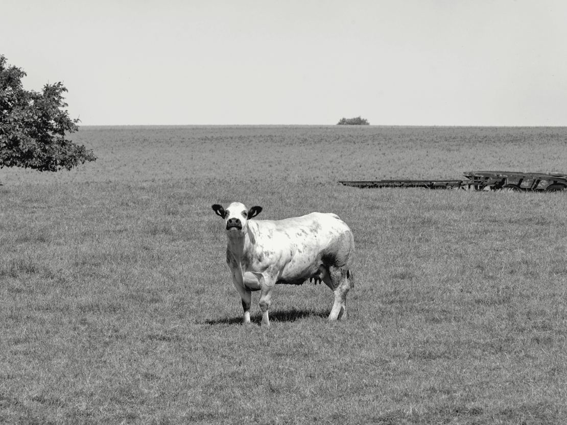 Une vache blanche tachée de gris se tient seule dans un grand pré vert et regarde vers l'objectif ; un arbre isolé se dresse au loin sous un ciel clair.