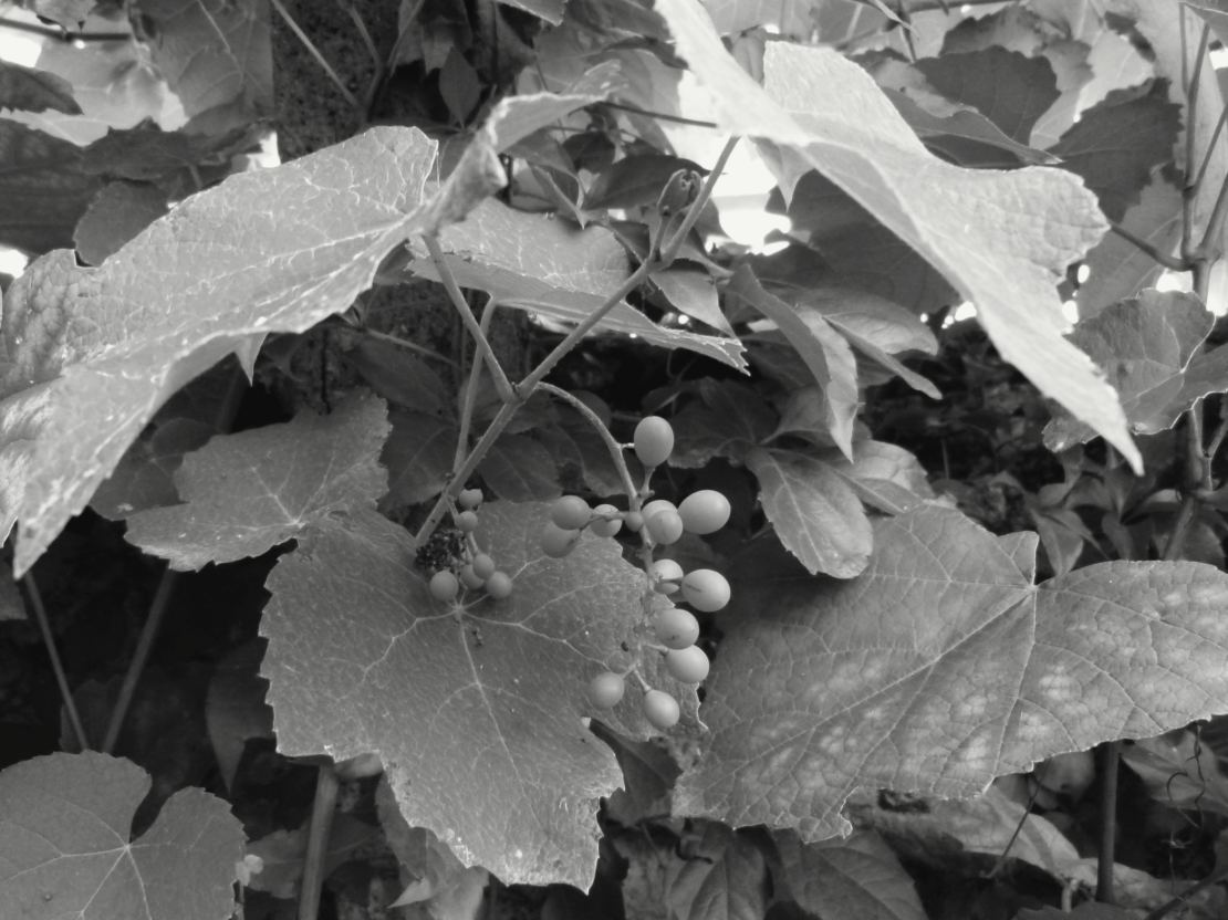 Des feuilles de vigne larges et découpées couvrent un mur ; au milieu pend une petite grappe de raisins encore verts, portée par une tige brune.